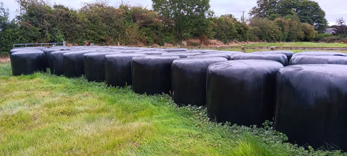 Haylage - Image 3