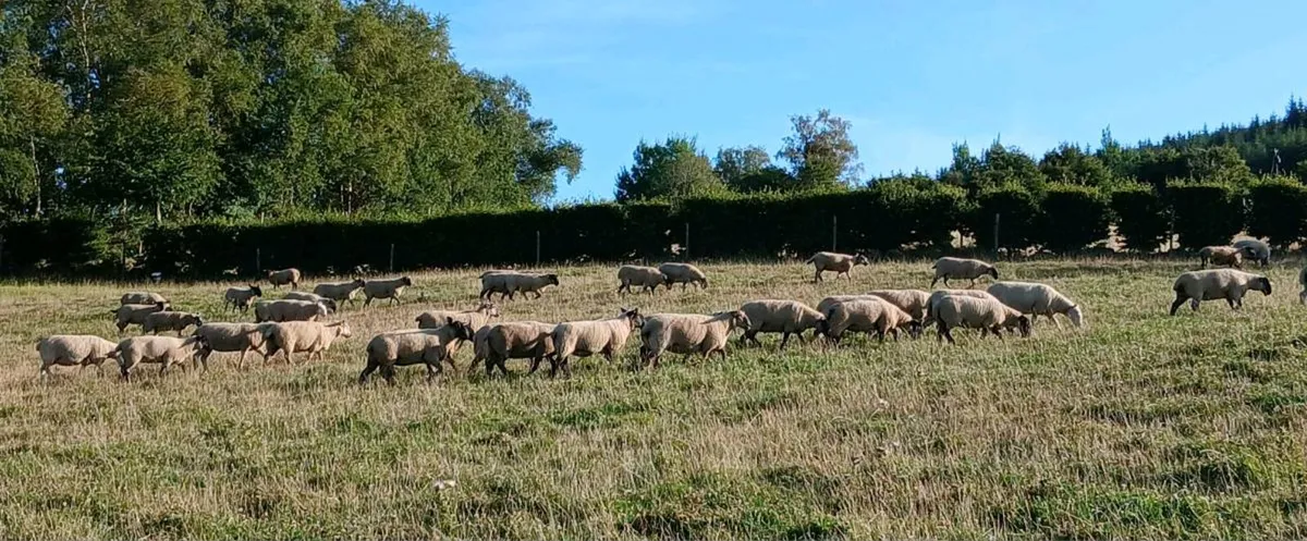 100 Hogget ewes - Image 1