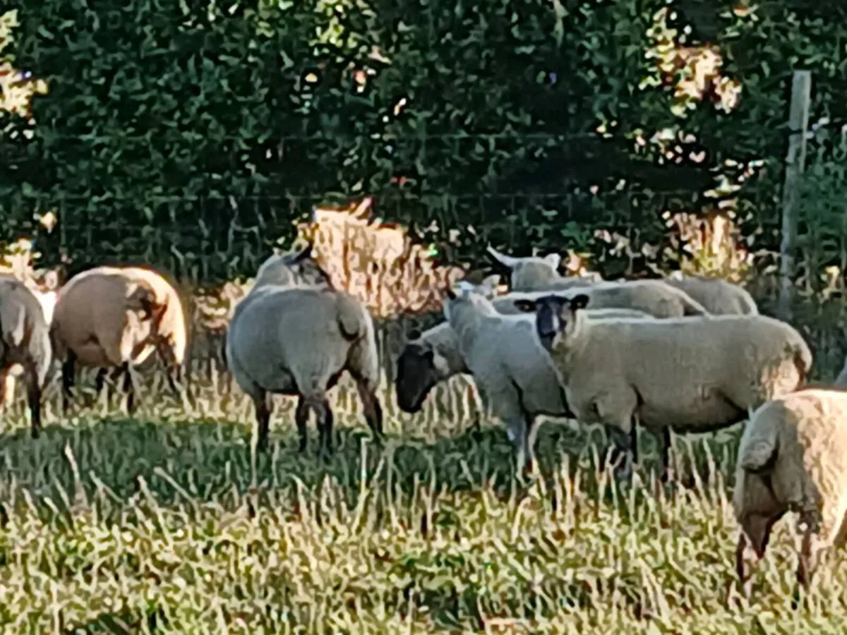 100 Hogget ewes - Image 4