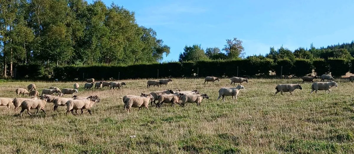 100 Hogget ewes - Image 2
