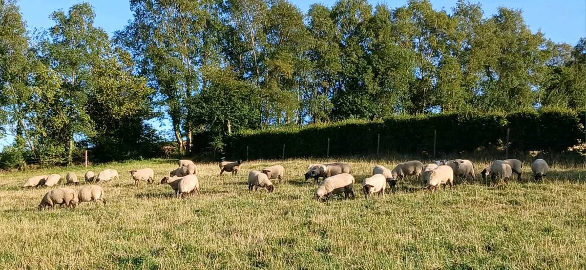 100 Hogget ewes - Image 3