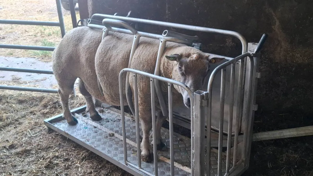 Ram testing - Image 2