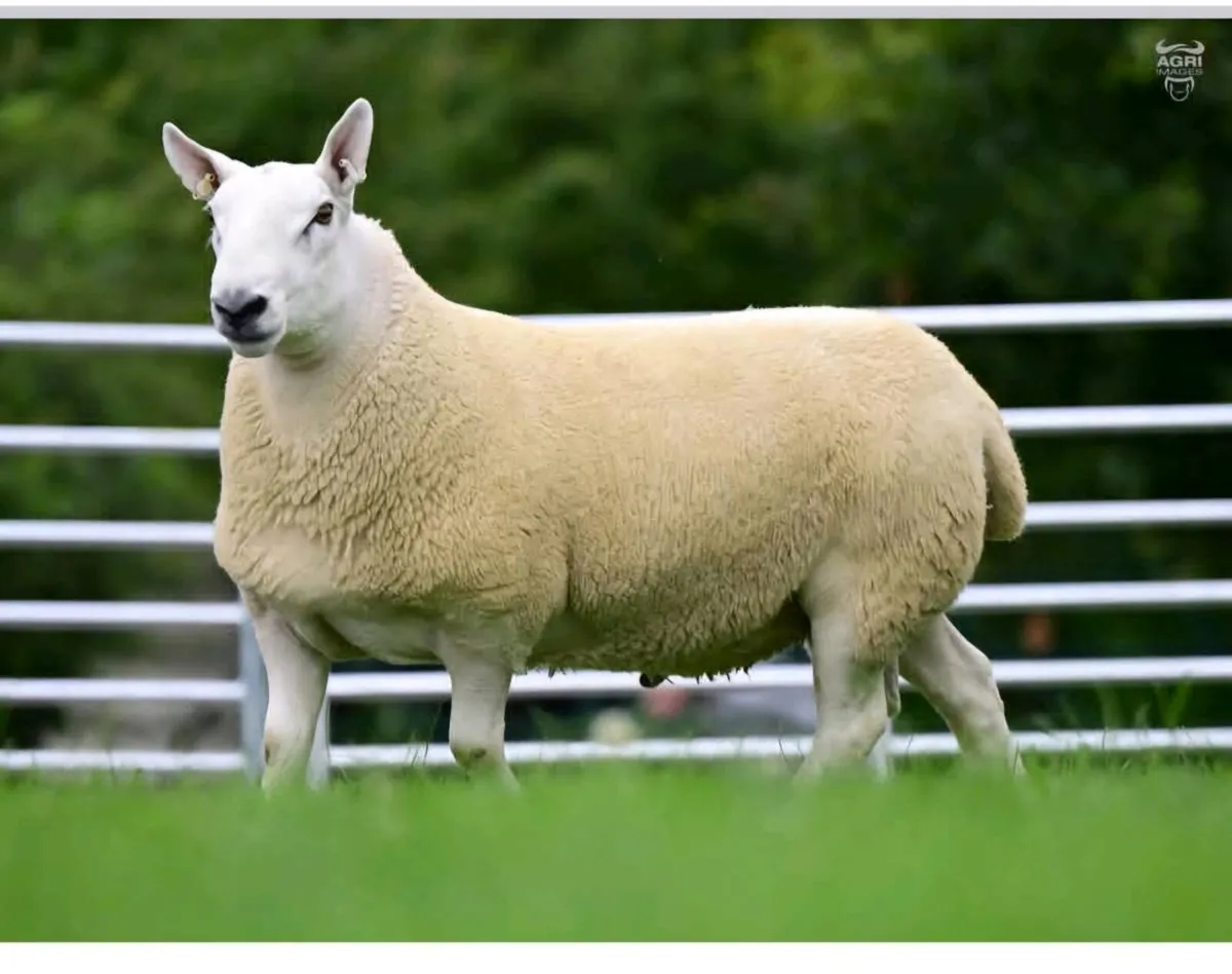 Ram testing - Image 1