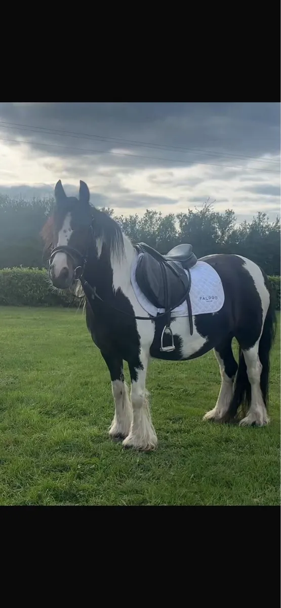 Pony - Image 1