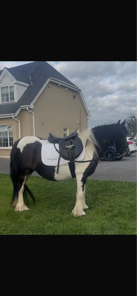 Pony - Image 2