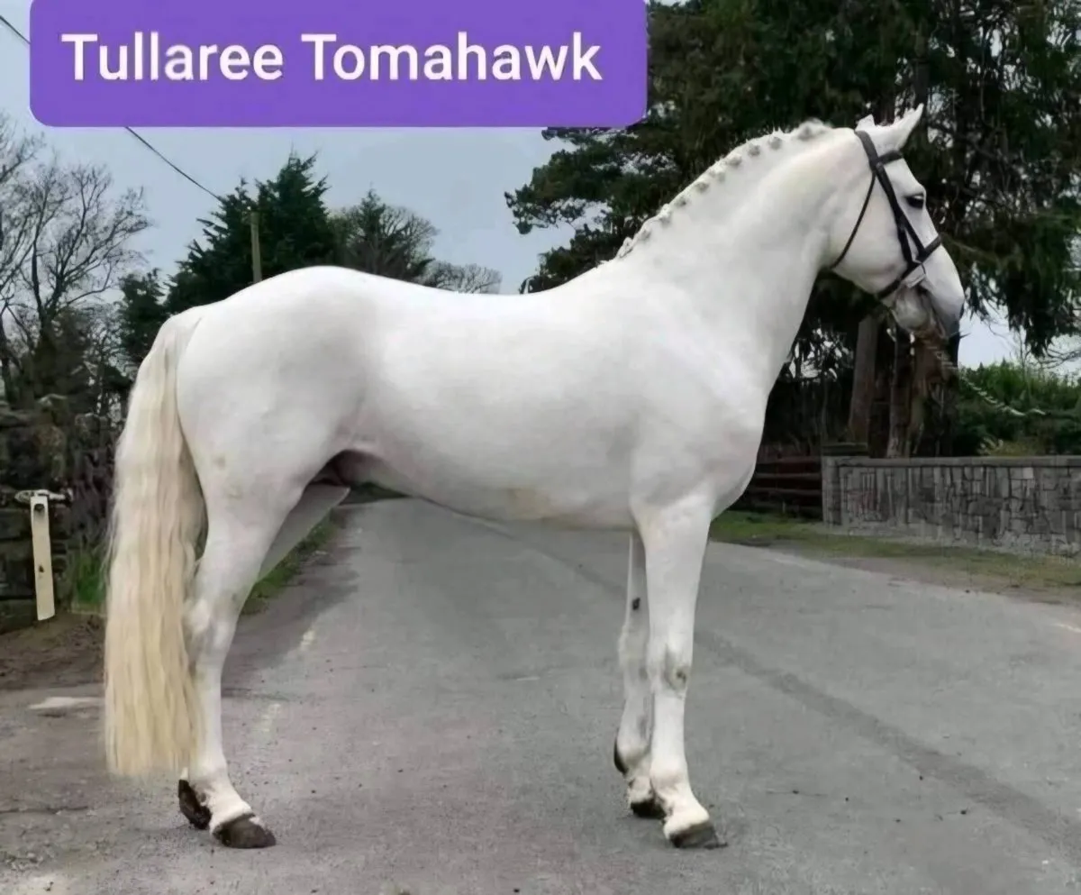 Two Connemara yearling Fillies - Image 3