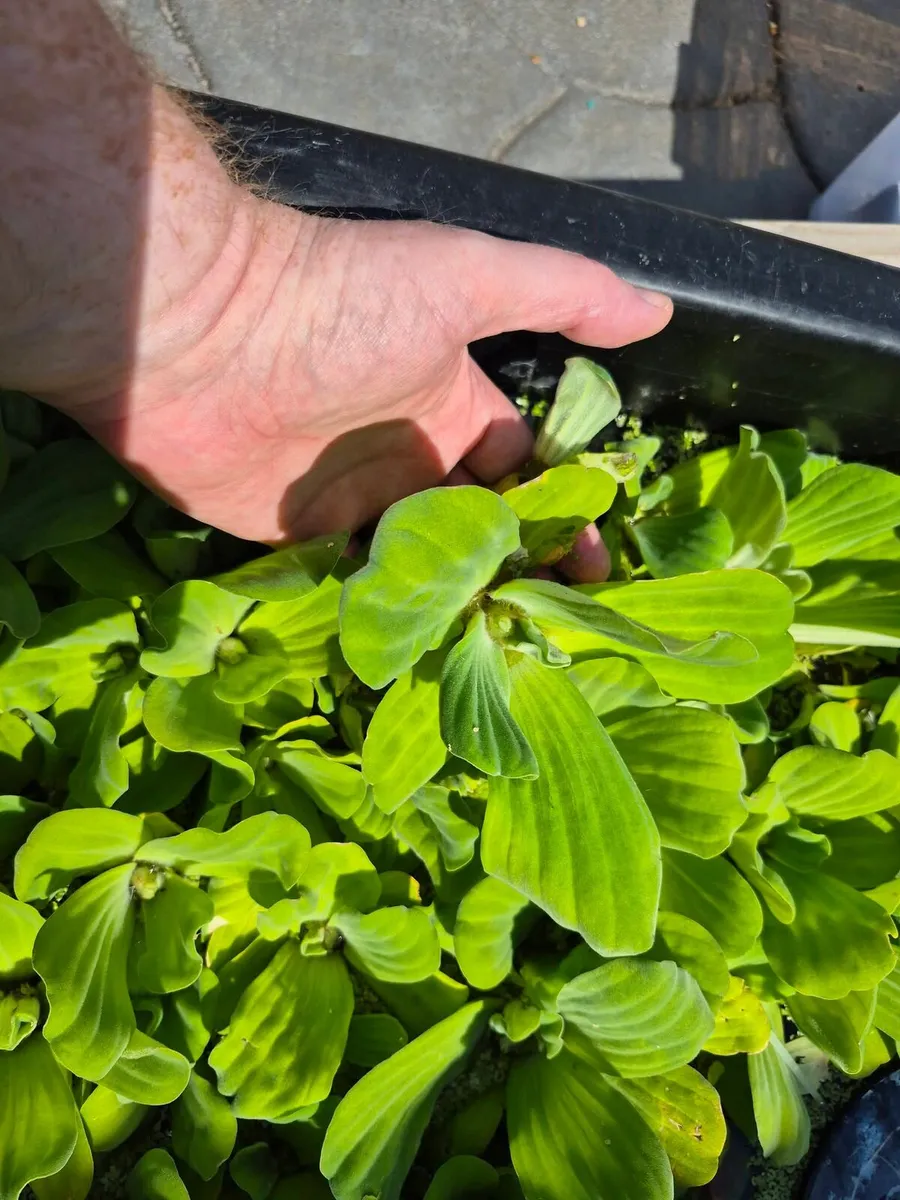 Large water lettuce available Dublin - Image 3