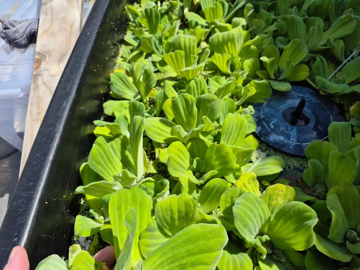 Large water lettuce available Dublin - Image 1