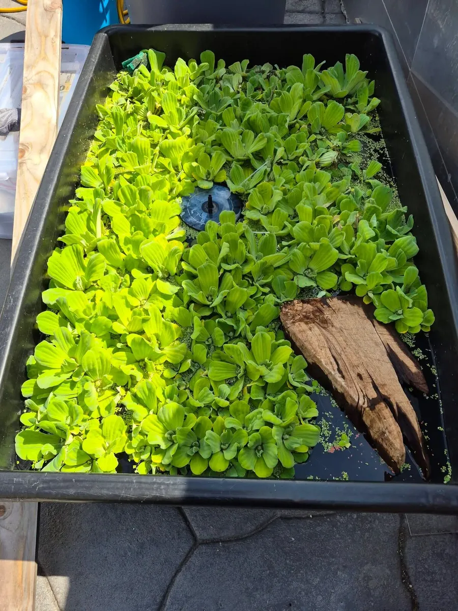 Large water lettuce available Dublin - Image 2