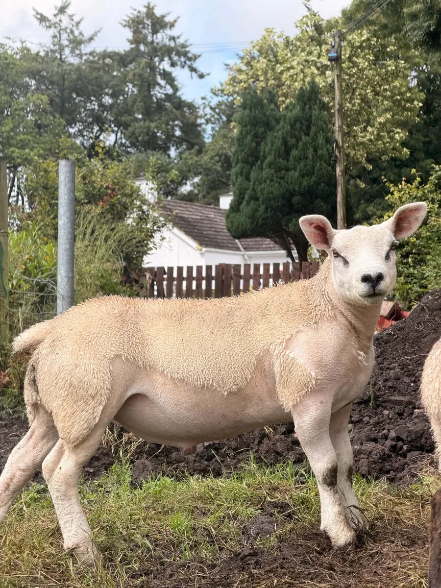 ⭐️PB Texel Ram Lambs ⭐️ - Image 1