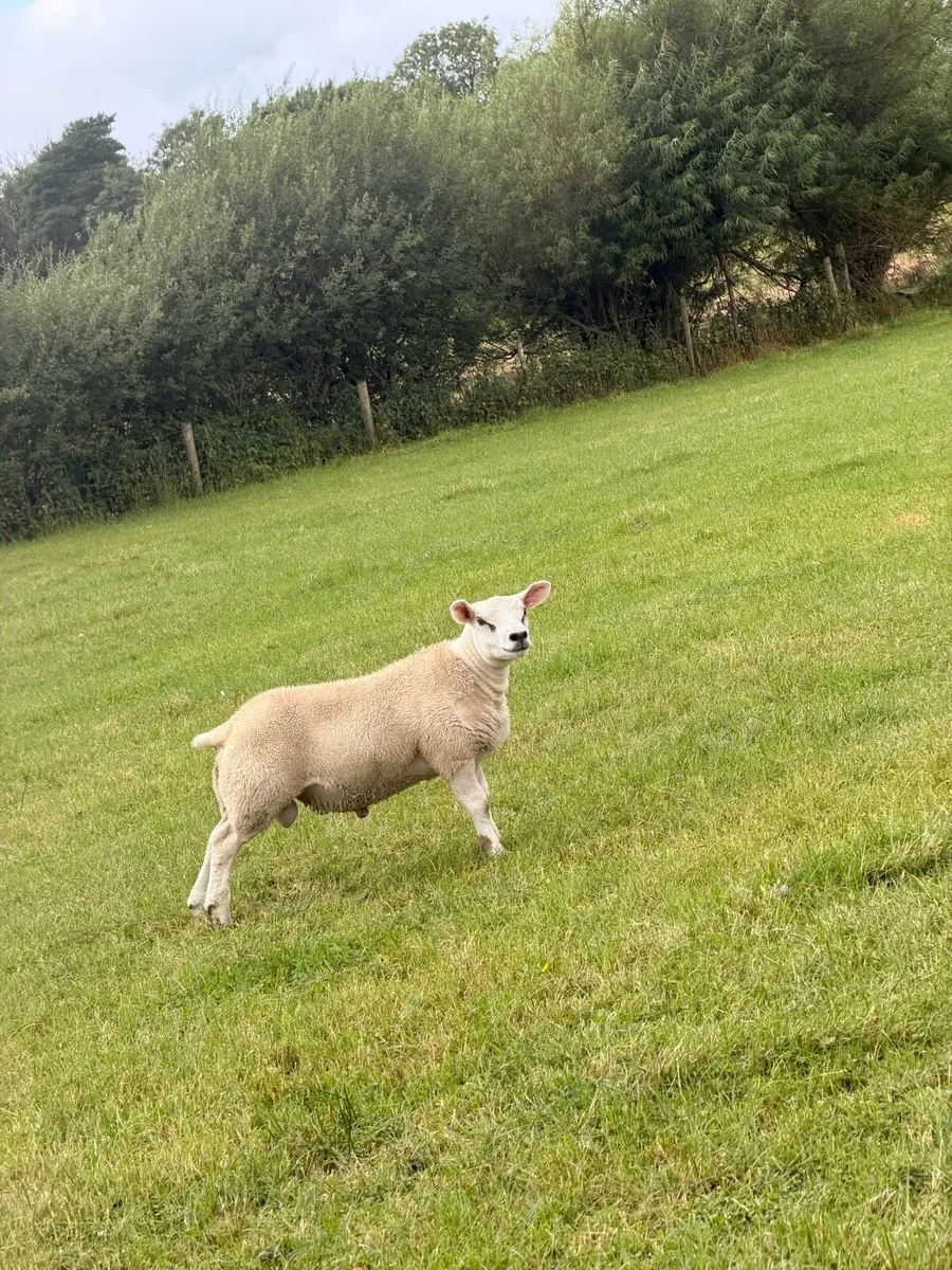 ⭐️PB Texel Ram Lambs ⭐️ - Image 2