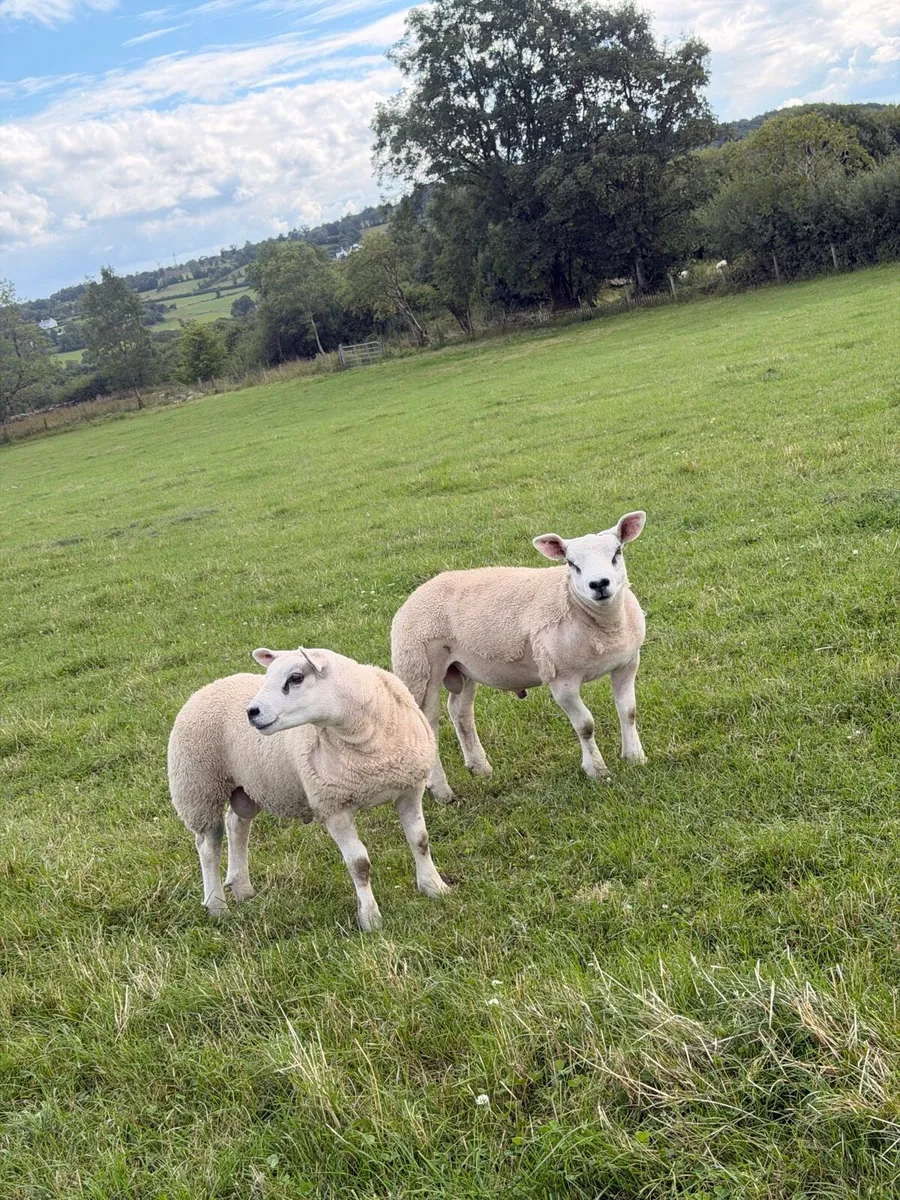 ⭐️PB Texel Ram Lambs ⭐️ - Image 3
