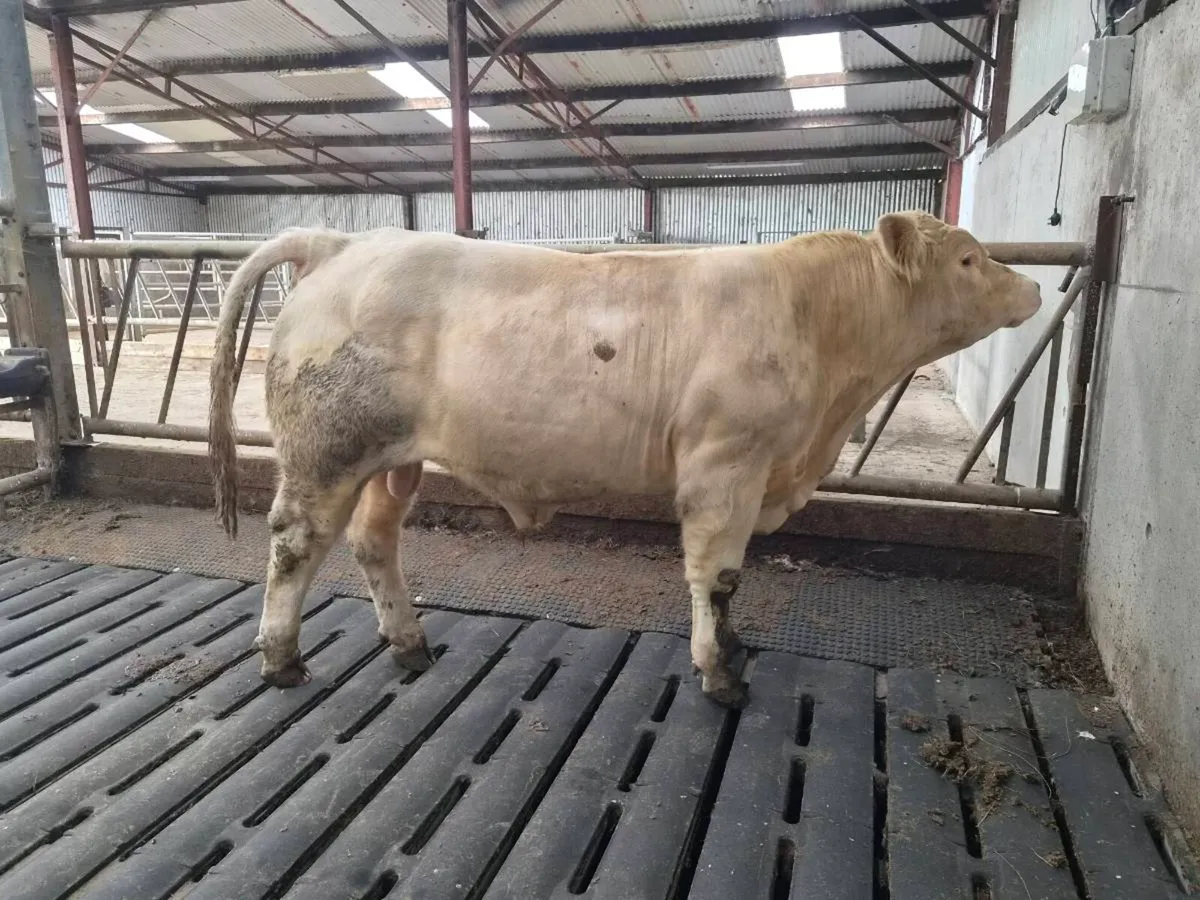 Pedigree CH Bull - Image 1