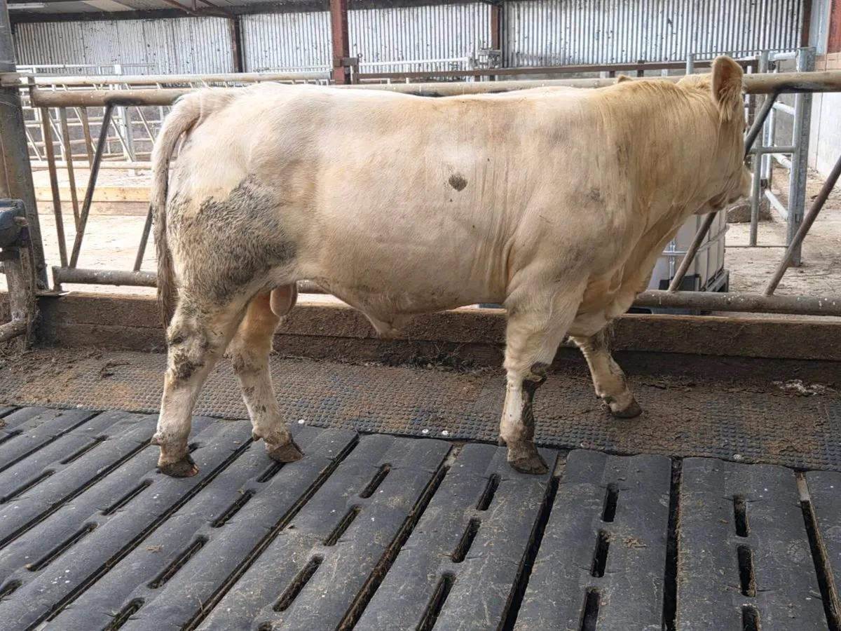 Pedigree CH Bull - Image 2