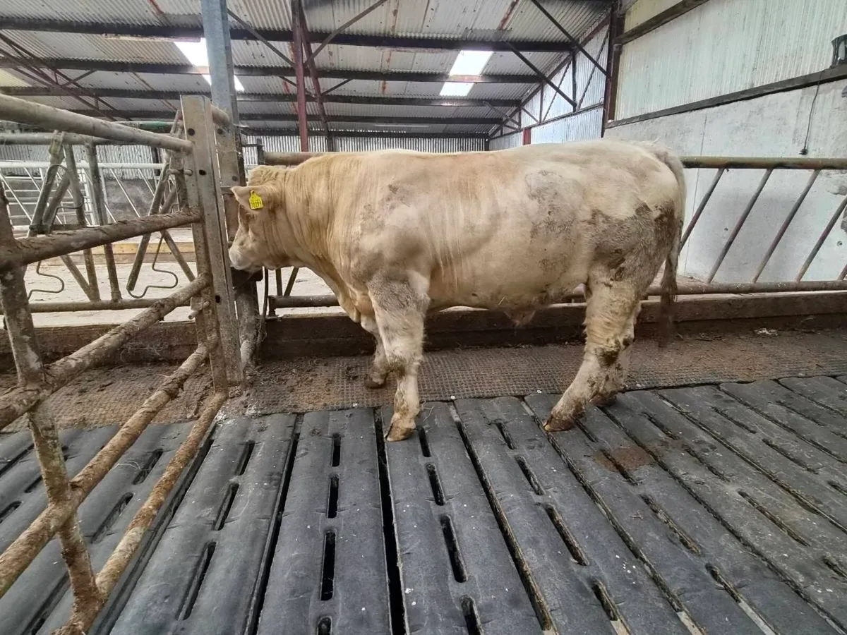 Pedigree CH Bull - Image 3