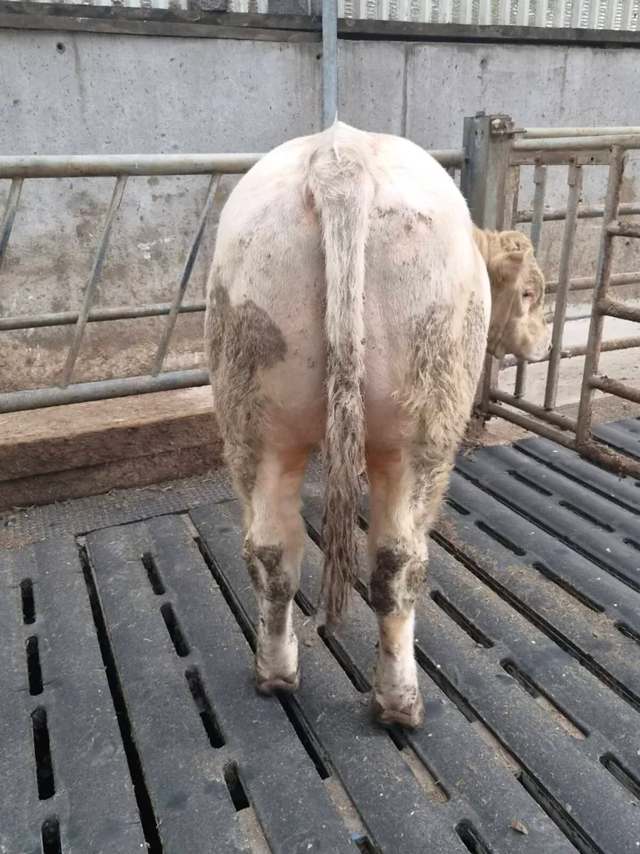 Pedigree CH Bull - Image 4