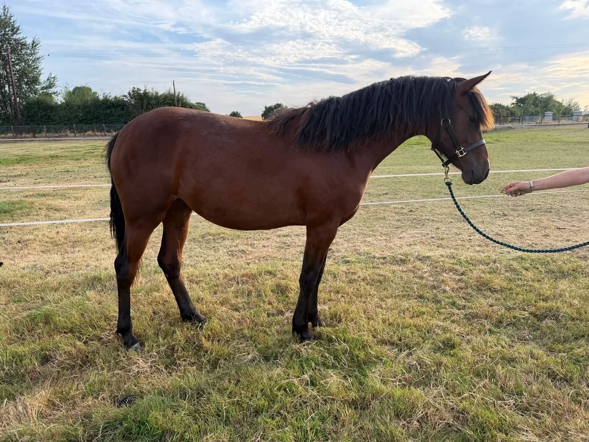 Connemara yearling filly - Image 4