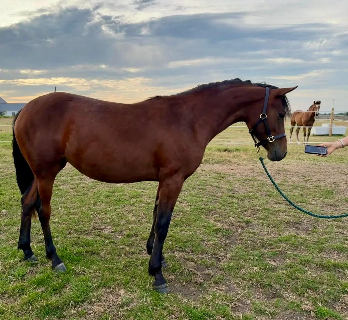 Connemara yearling filly - Image 1