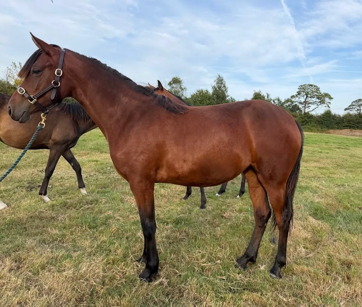 Connemara yearling filly - Image 2