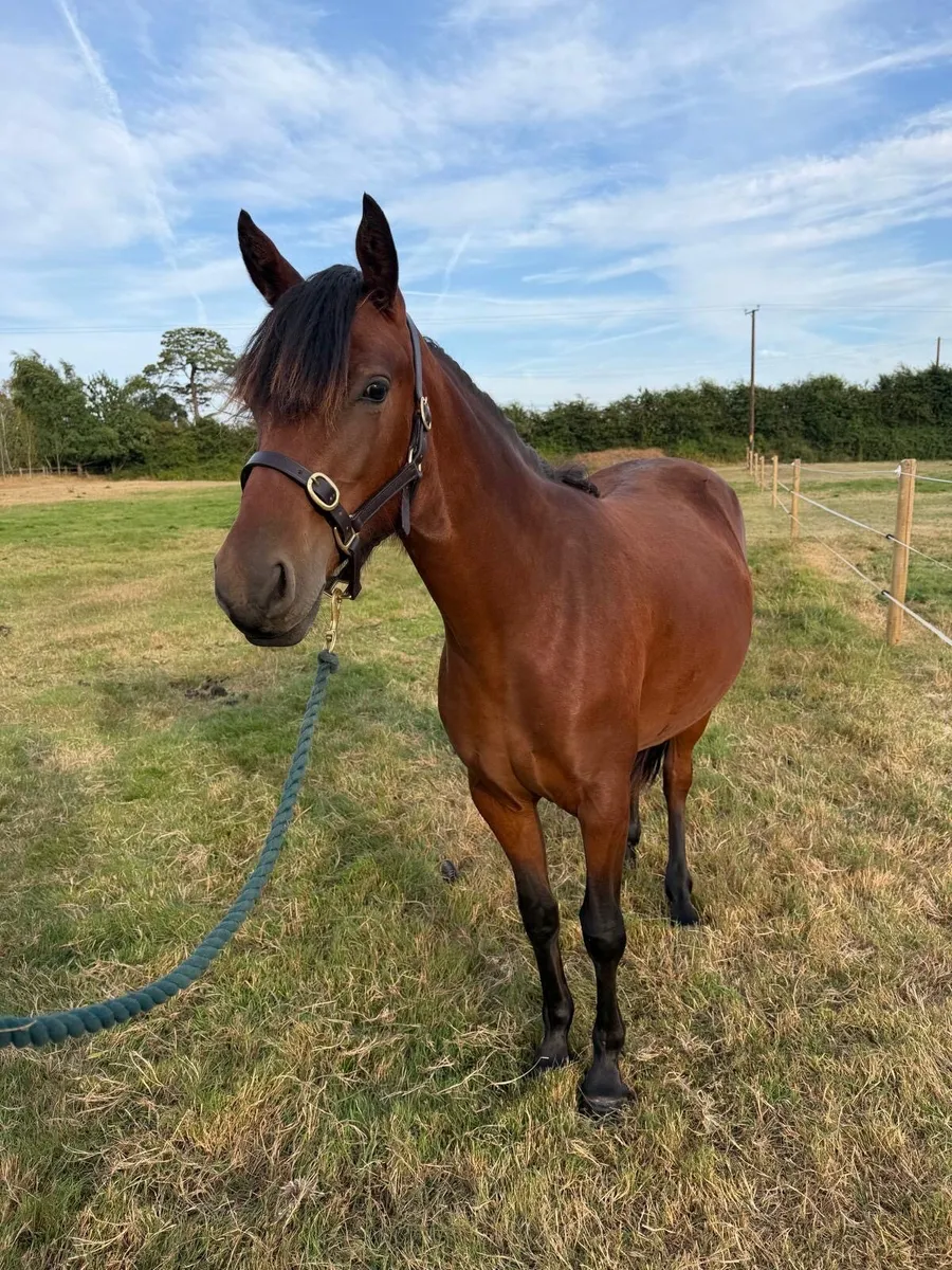 Connemara yearling filly - Image 3