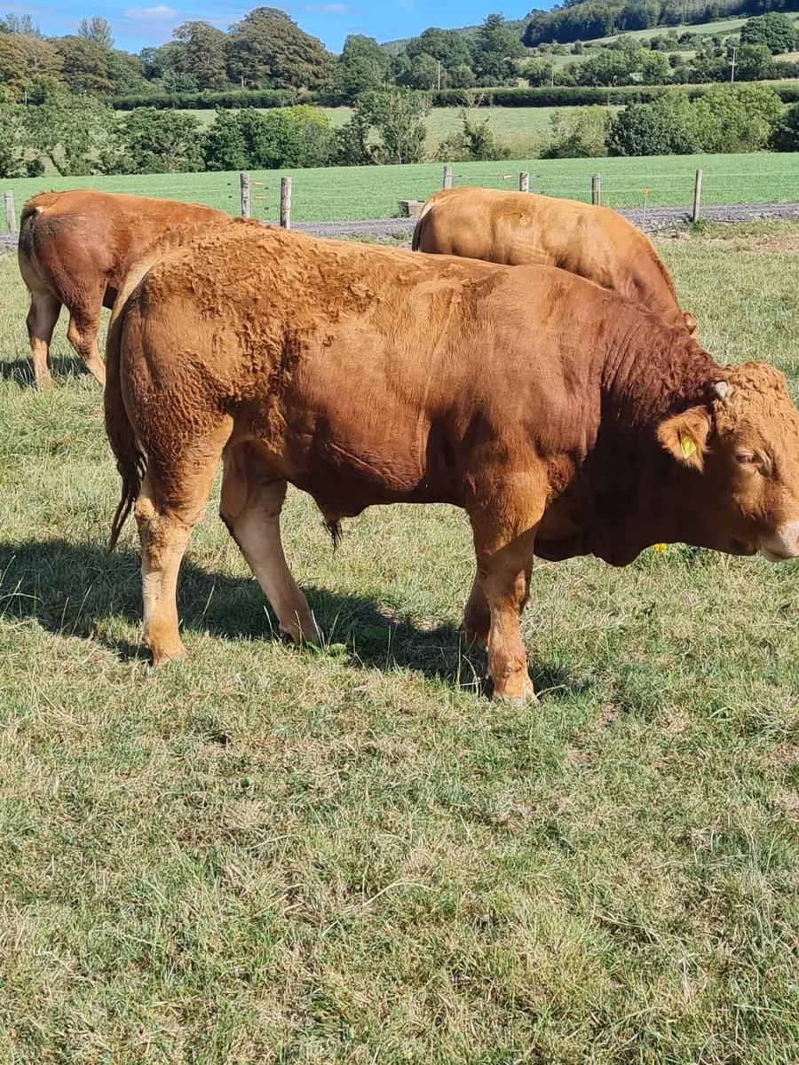Weanling Bulls Waterford Ross Marts 17th August - Image 4
