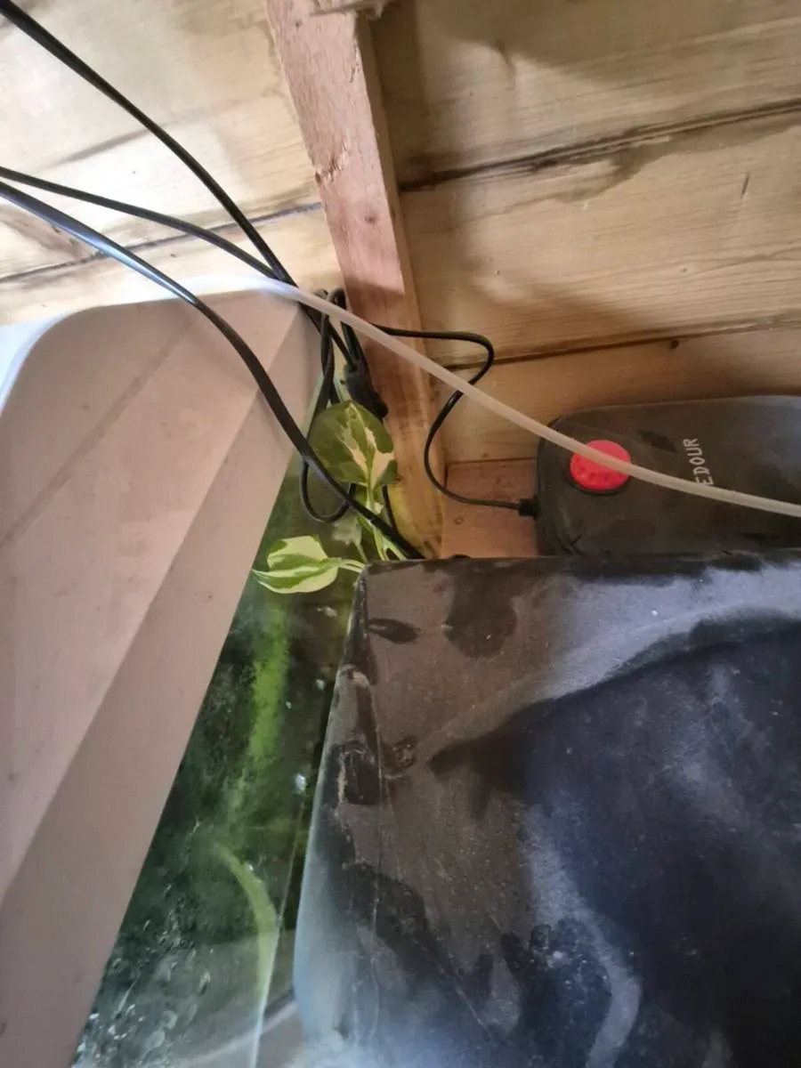 Fish tank with fish - Image 3