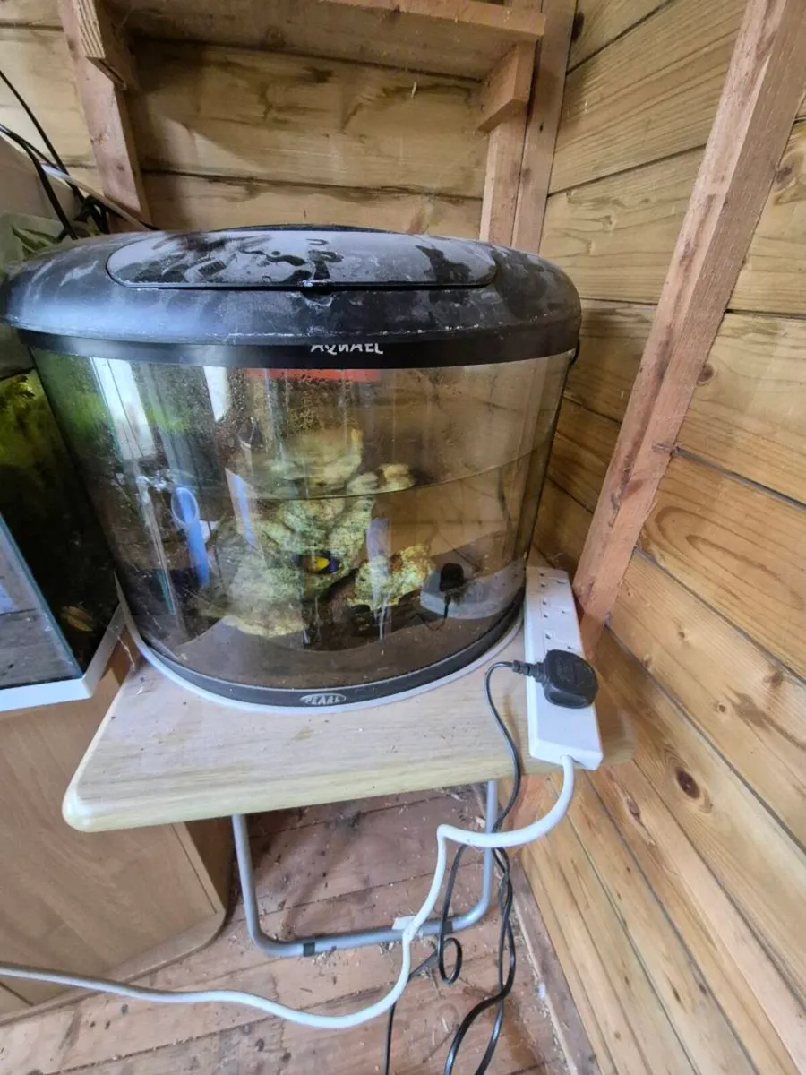 Fish tank with fish - Image 4