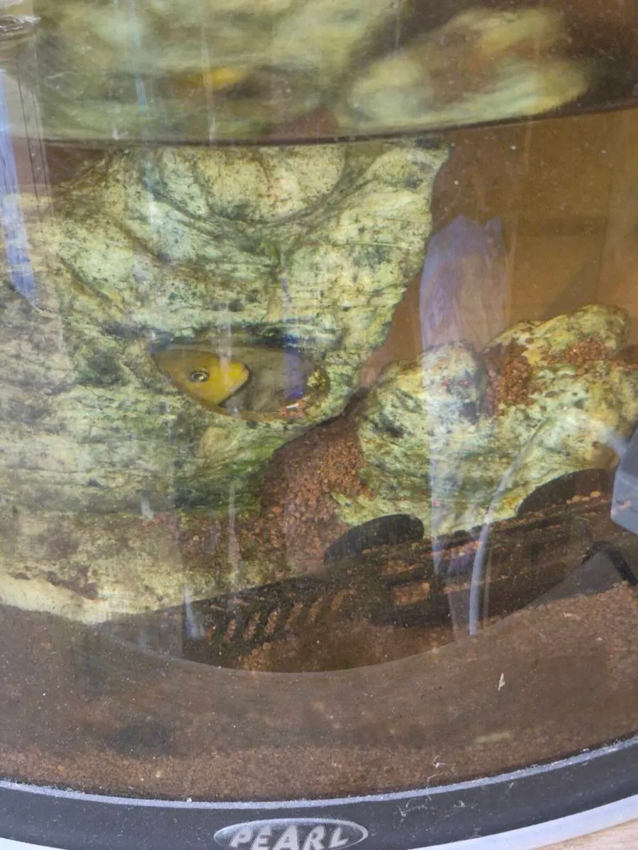 Fish tank with fish - Image 1