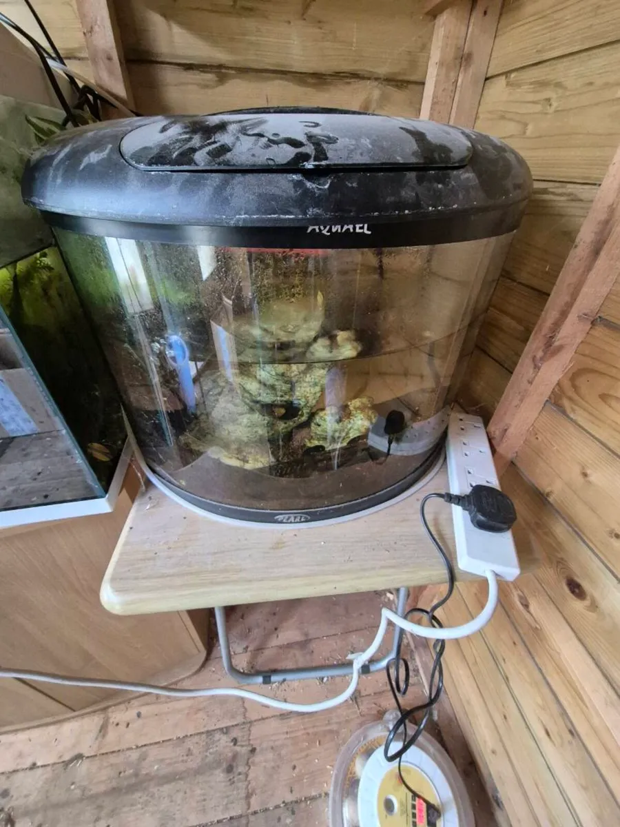 Fish tank with fish - Image 2