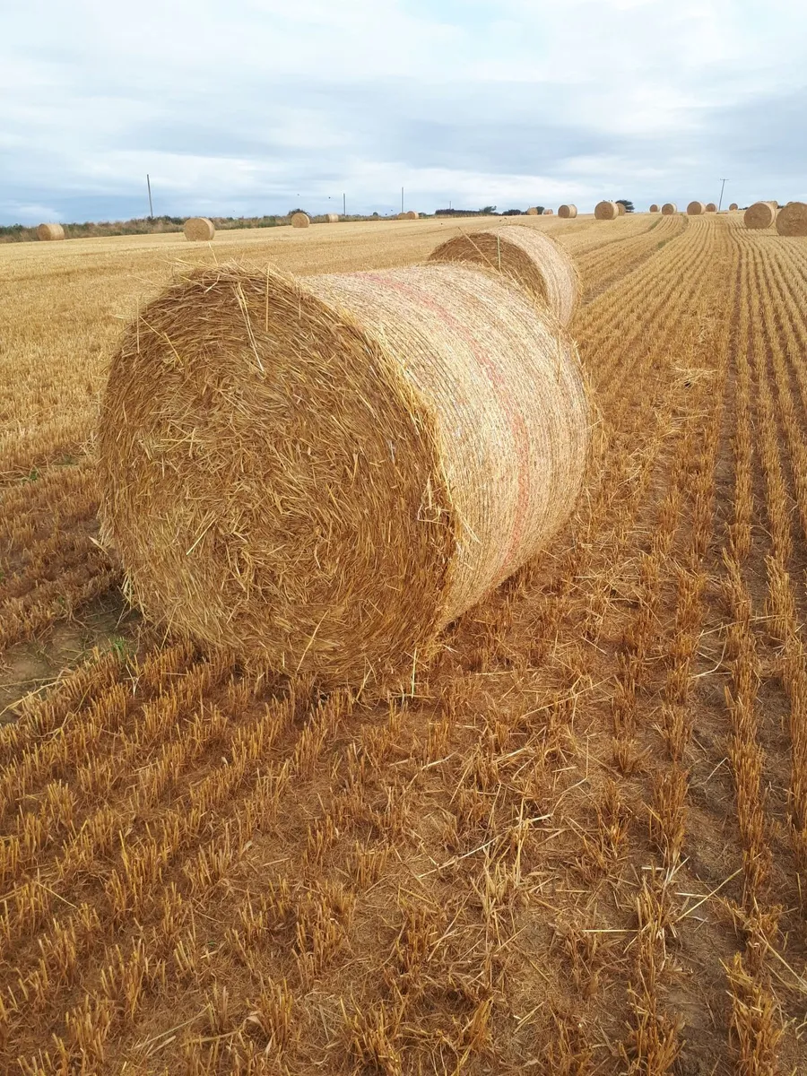 Round bales of spring barley straw