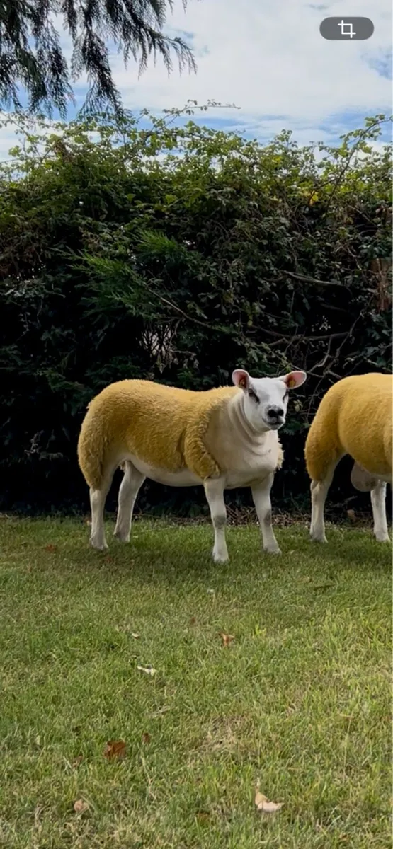 Flush quality Texel ewe lamb - Image 1