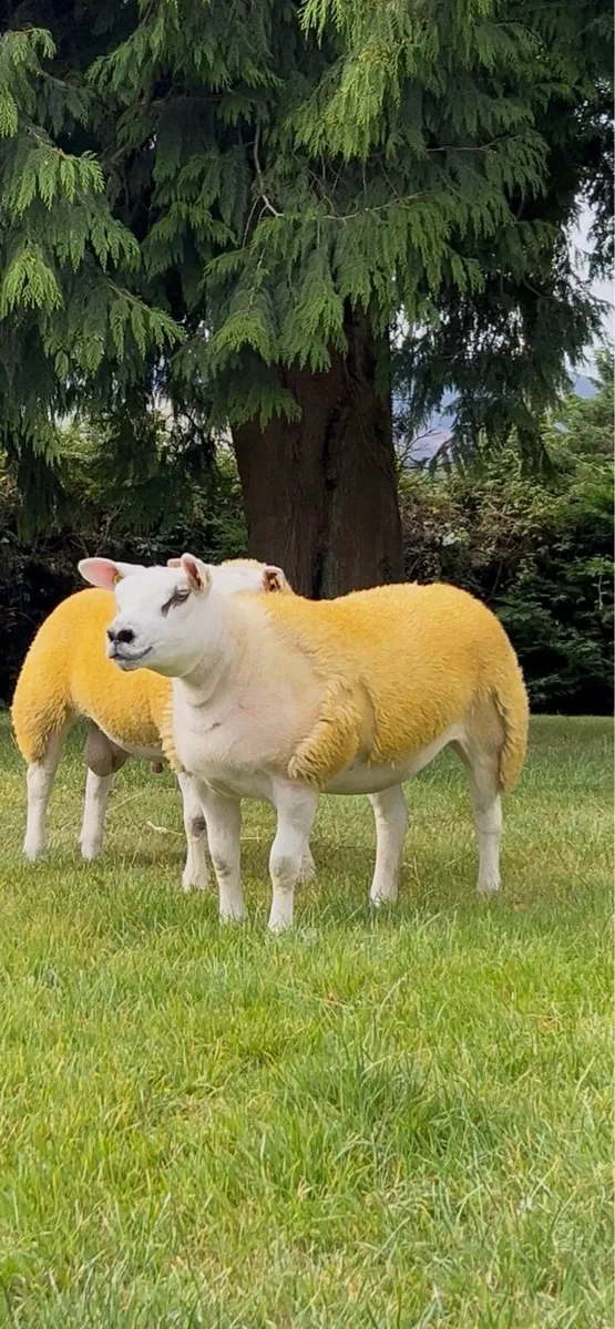 Flush quality Texel ewe lamb - Image 2