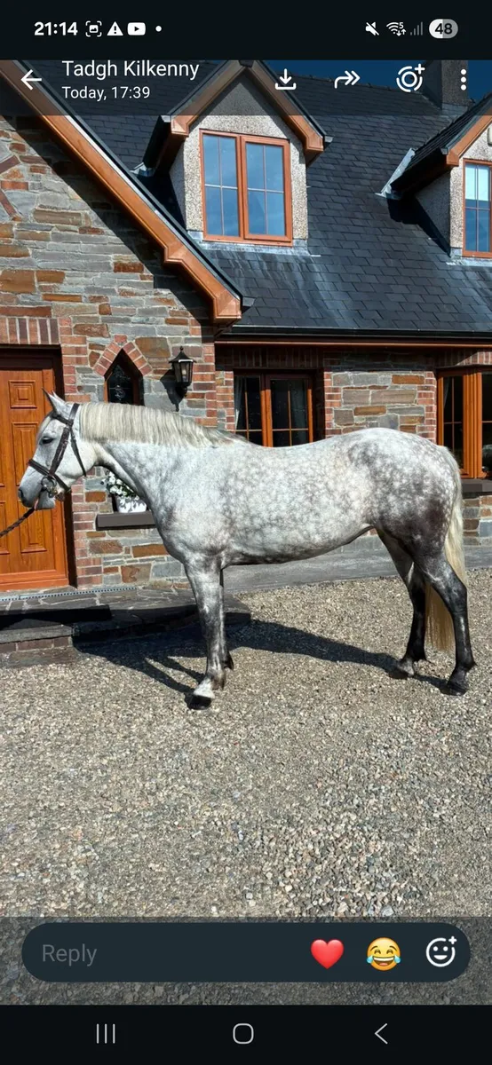Conemara mare - Image 1