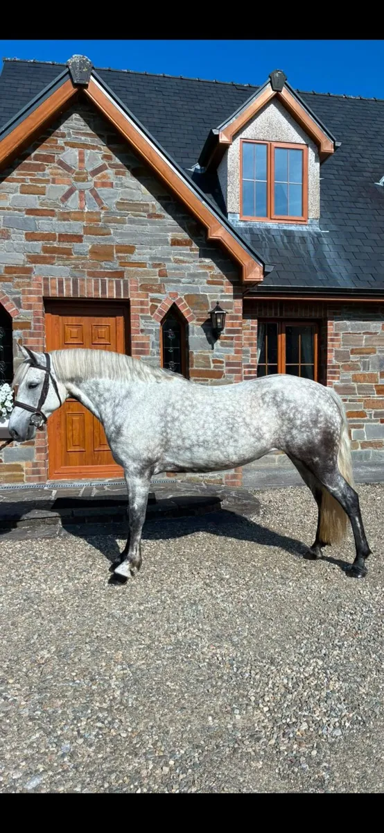 Conemara mare - Image 2