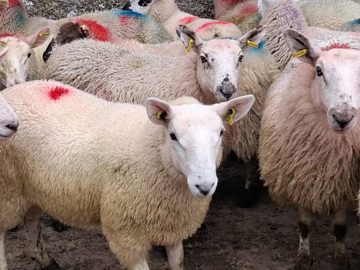 45 Speckle Ewe Lambs - Image 3