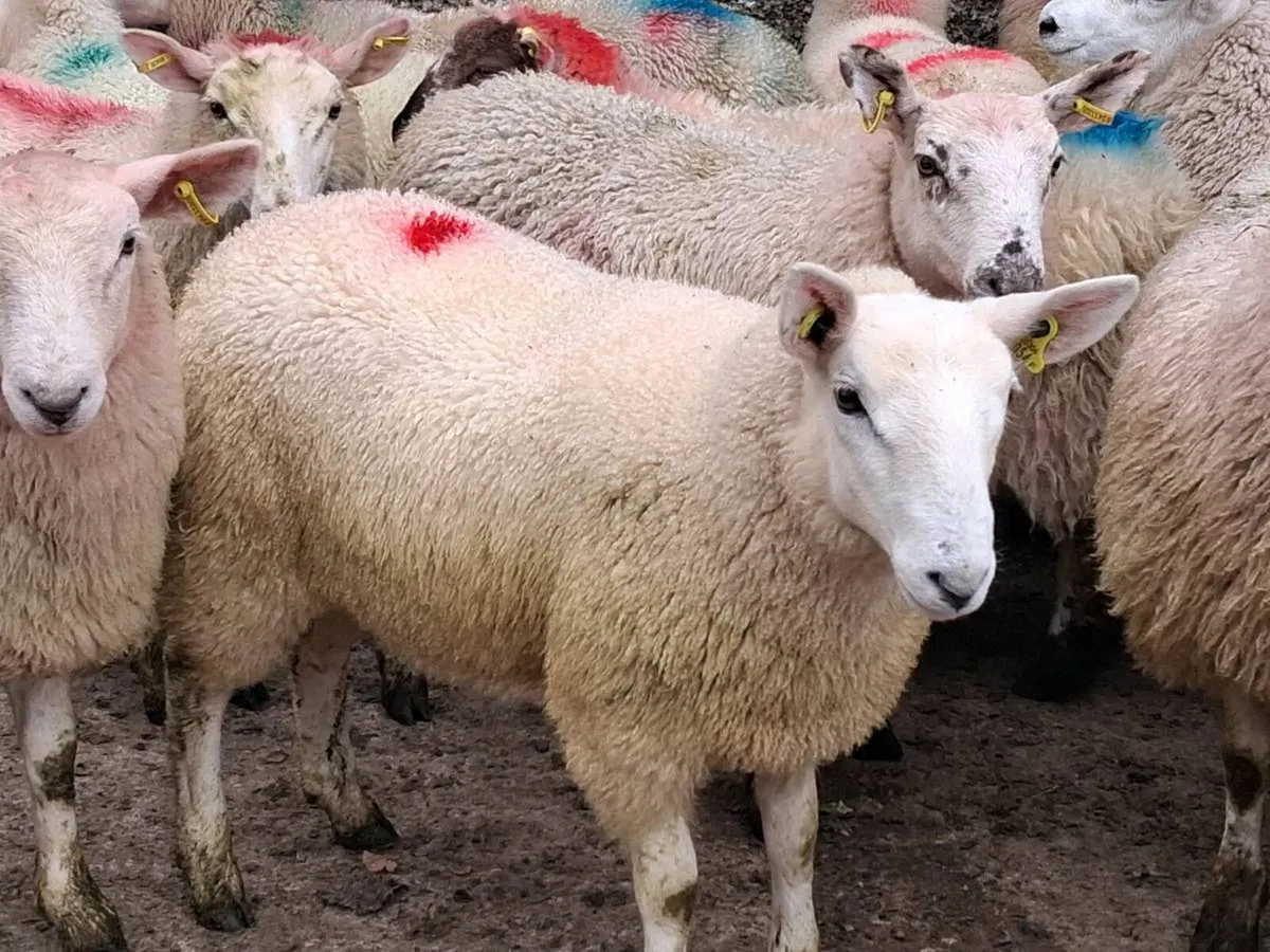 45 Speckle Ewe Lambs - Image 4
