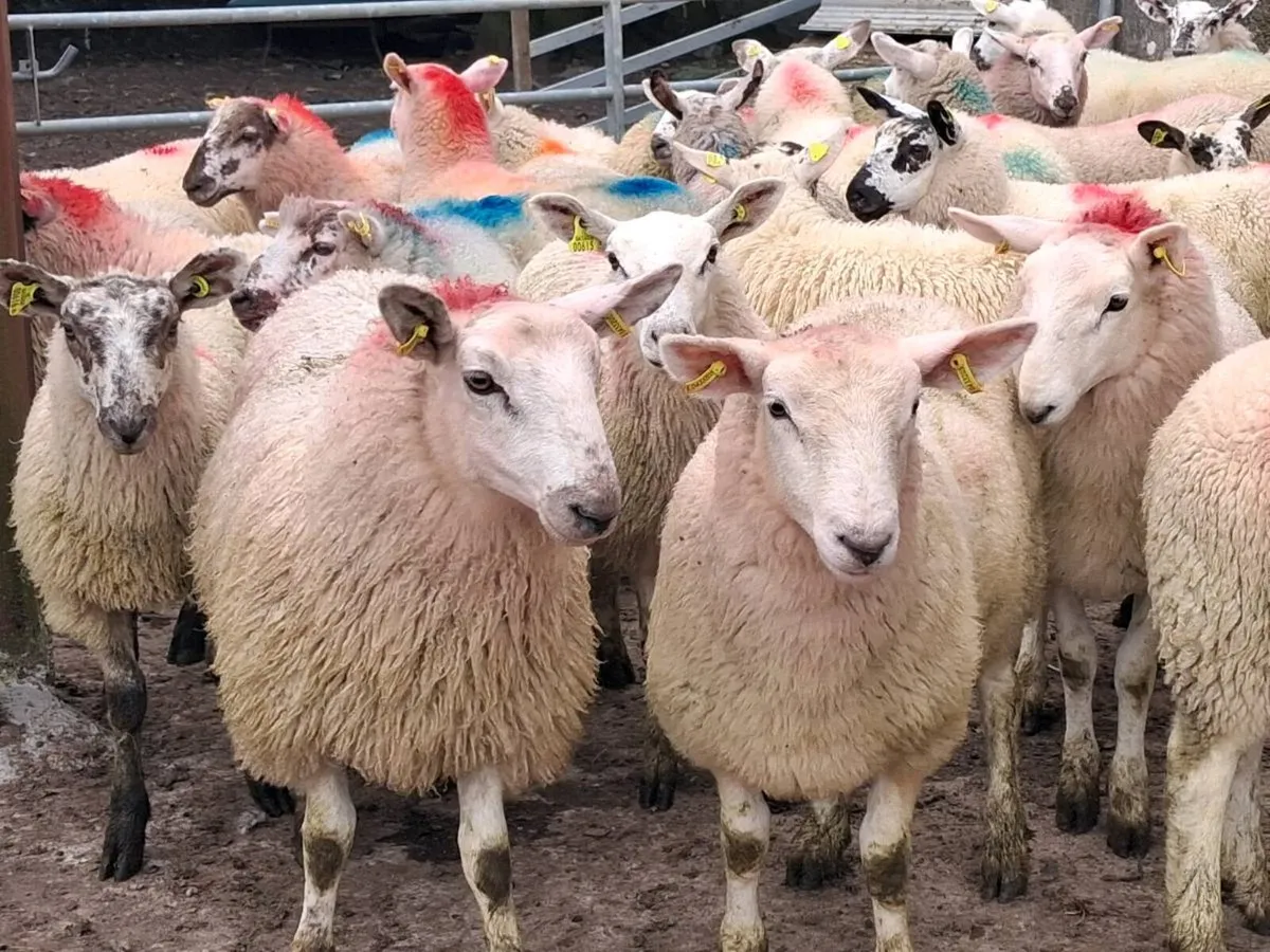 45 Speckle Ewe Lambs - Image 2