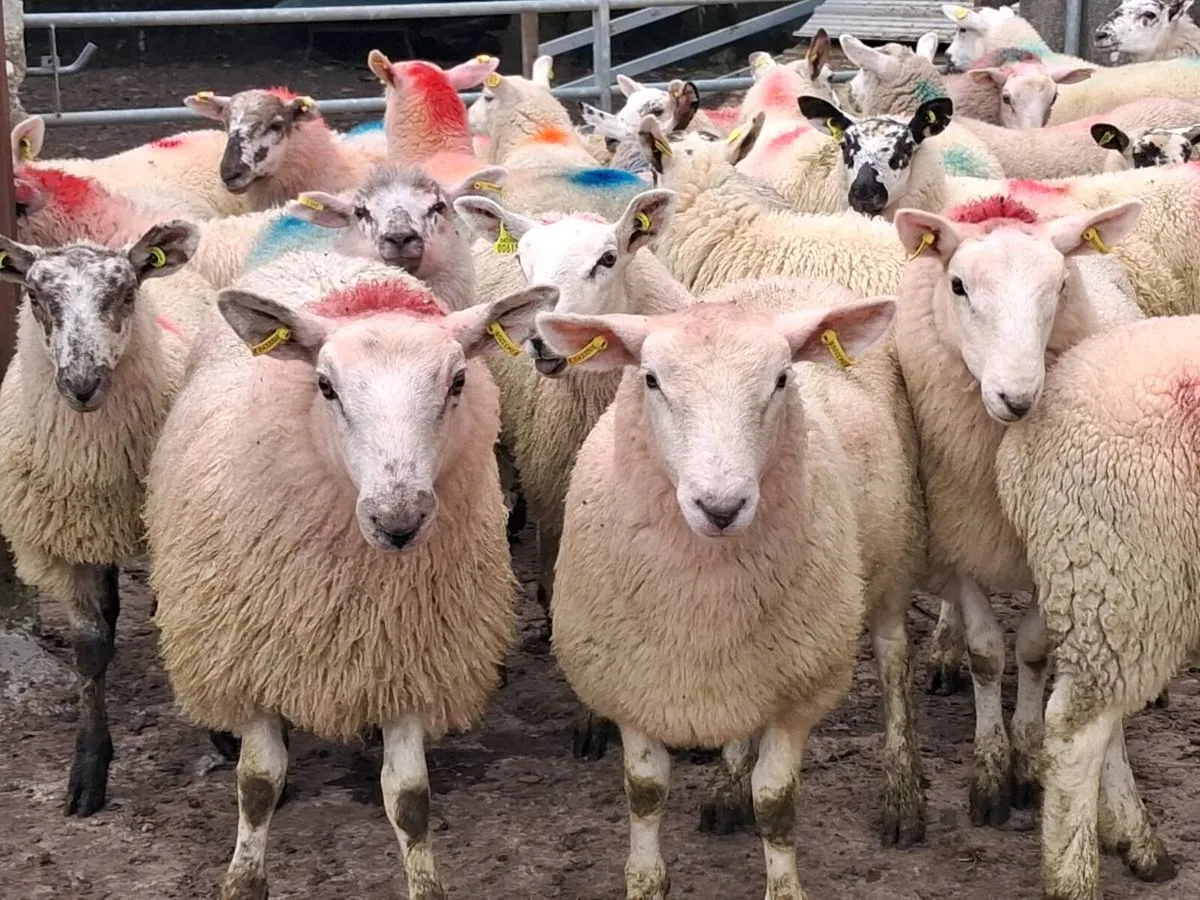 45 Speckle Ewe Lambs - Image 1
