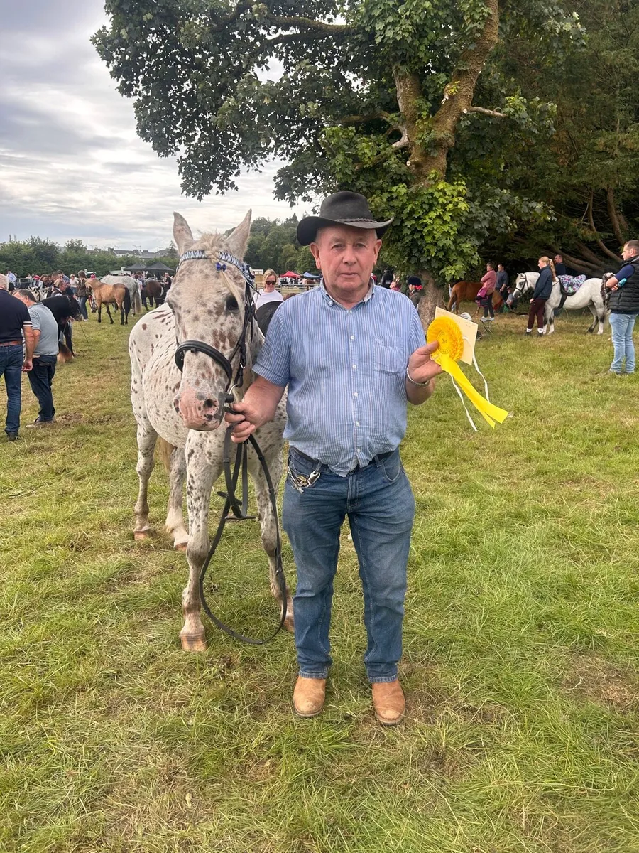 🌺 Appaloosa show pony for sale 🌺 - Image 3