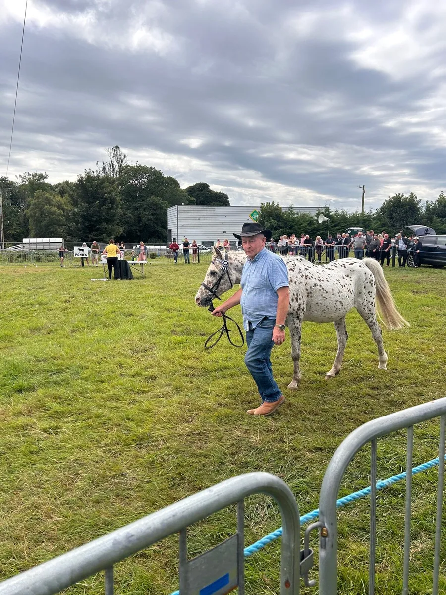 🌺 Appaloosa show pony for sale 🌺 - Image 4
