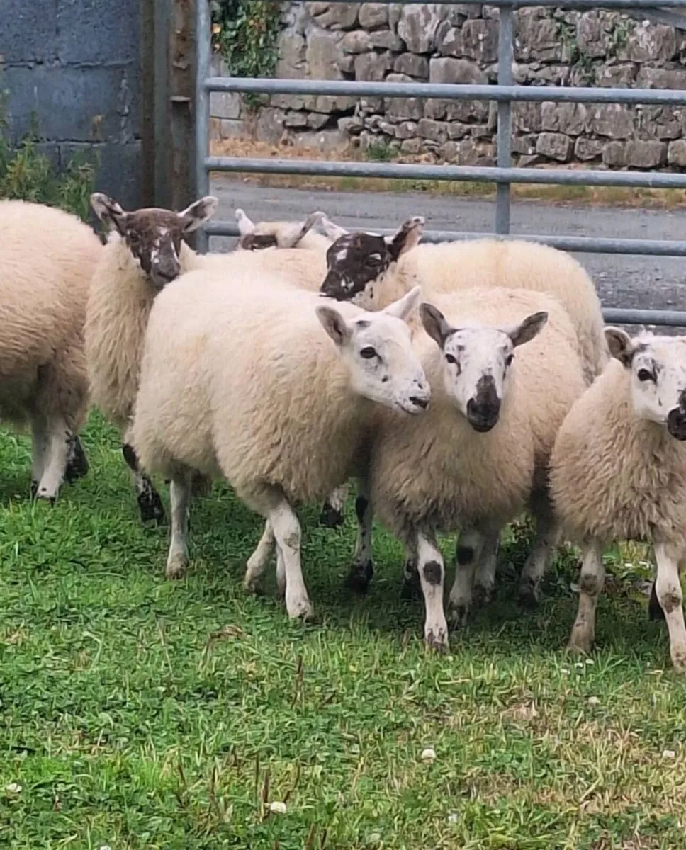Chevoit Ewe Lambs. - Image 2