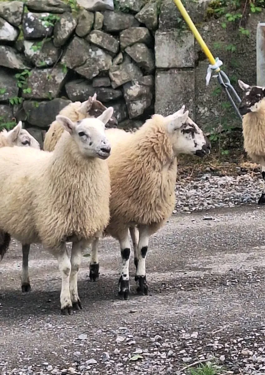 Chevoit Ewe Lambs. - Image 3