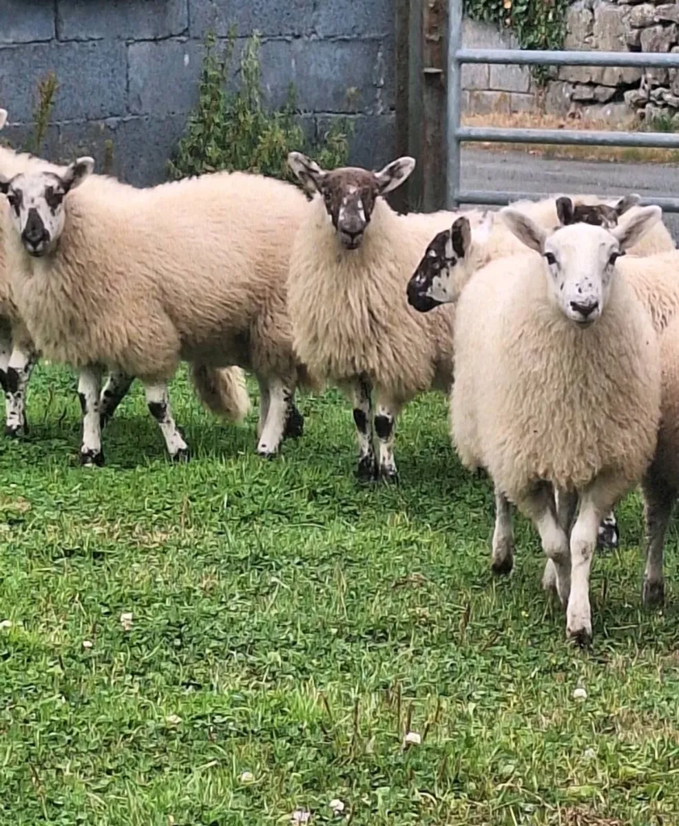Chevoit Ewe Lambs. - Image 4