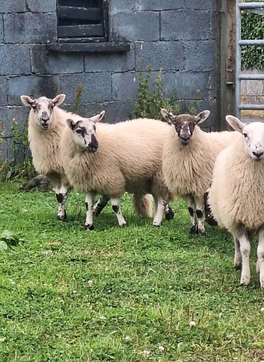 Chevoit Ewe Lambs. - Image 1