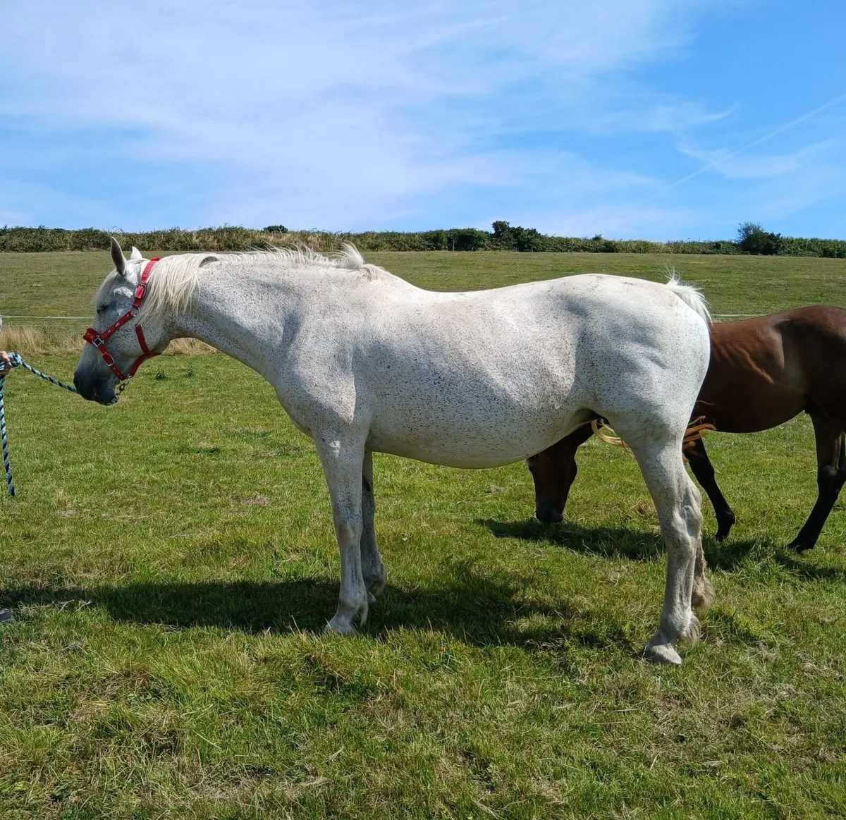 Class 1 Irish Draught Mare In Foal for 2027 - Image 1