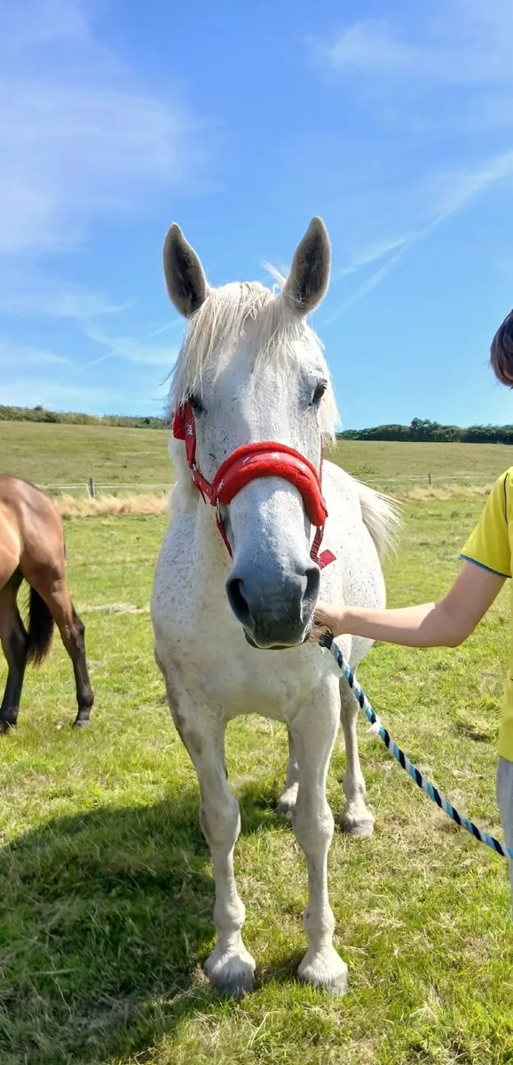 Class 1 Irish Draught Mare In Foal for 2027 - Image 2
