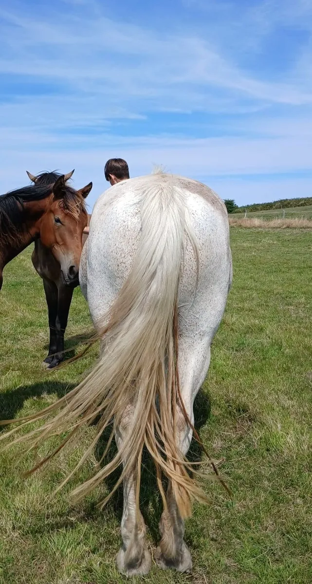 Class 1 Irish Draught Mare In Foal for 2027 - Image 3