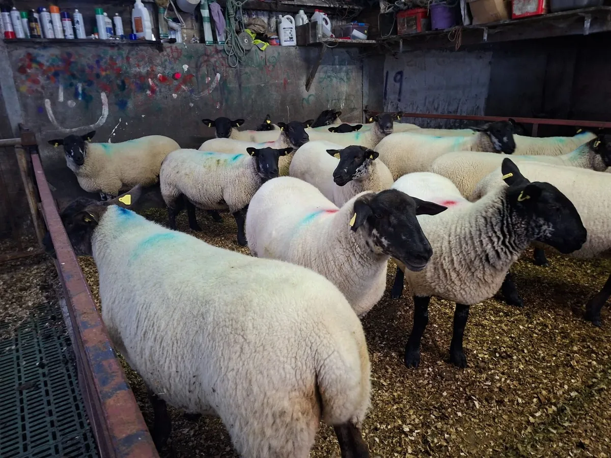 Sheep - Image 2