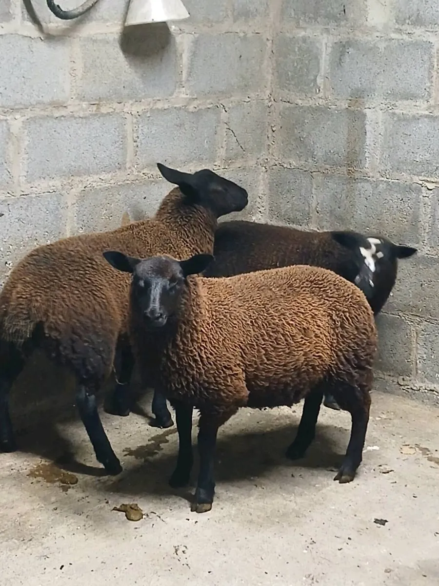 3 black ewe lambs - Image 1