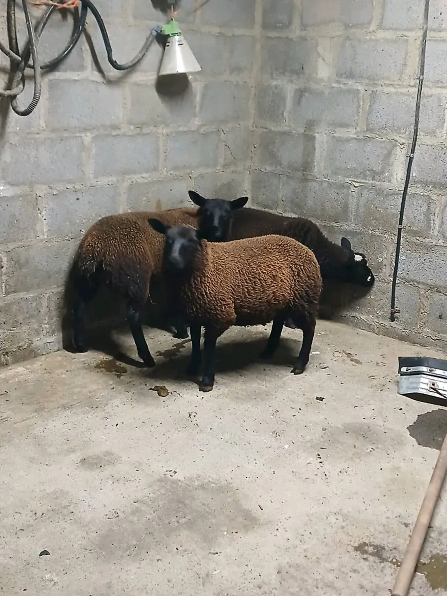 3 black ewe lambs - Image 2